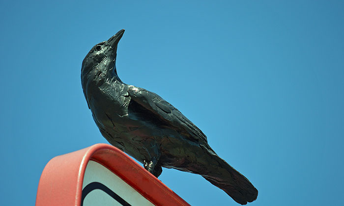 Fish Crow sculpture by Paul Rhymer