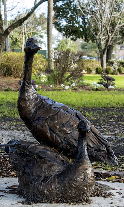 Canada Geese by Paul Rhymer / Photo by Joey Frazier