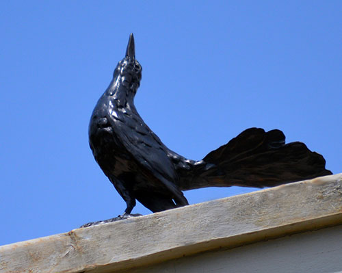 Grackle by Stefan Savides / Photo by Nancyjean Nettles