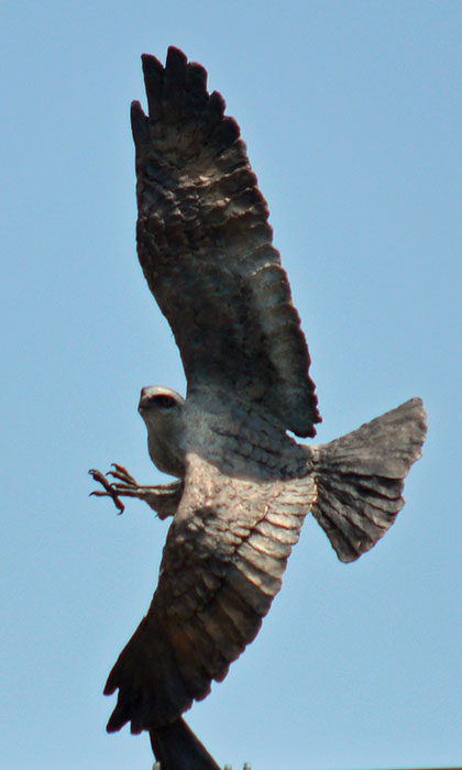 Mississippi Kite by Paul Rhymer / Photo by Nancyjean Nettles