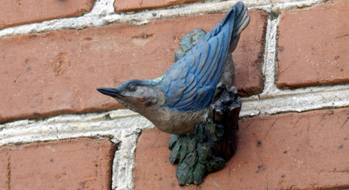 White-Breasted Nuthatch by David Turner / Photo by Joey Frazier